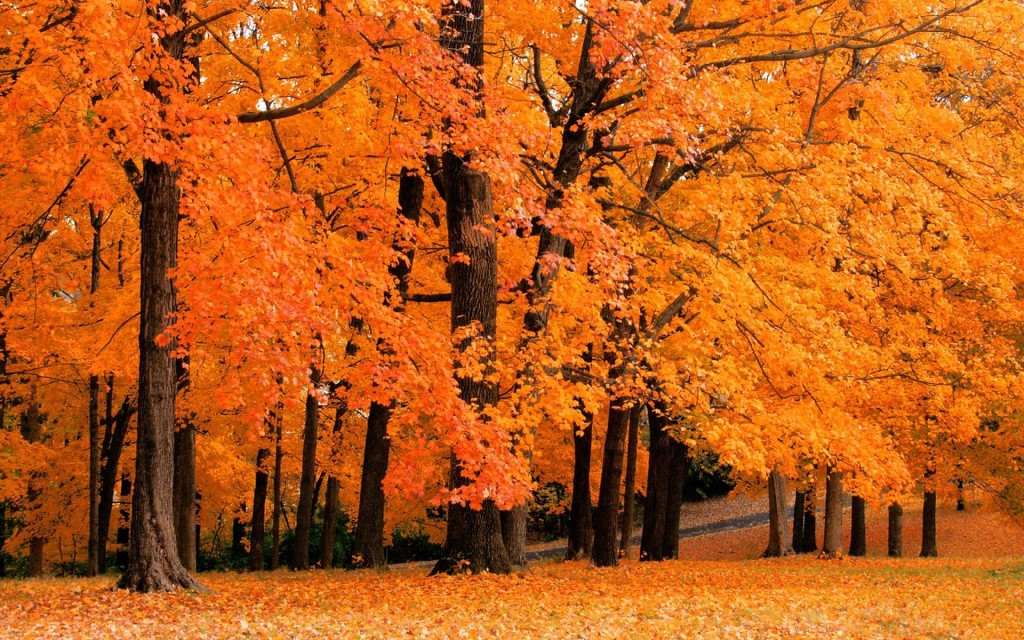 discover fall trees