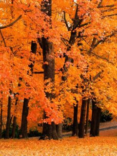 discover fall trees
