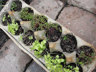 Use an Egg carton as DIY Seed Pods to start your plants