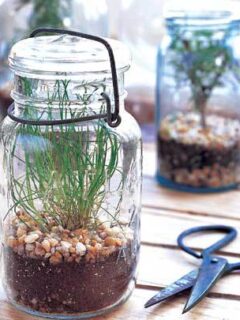 Plant an herb garden inside mason jars
