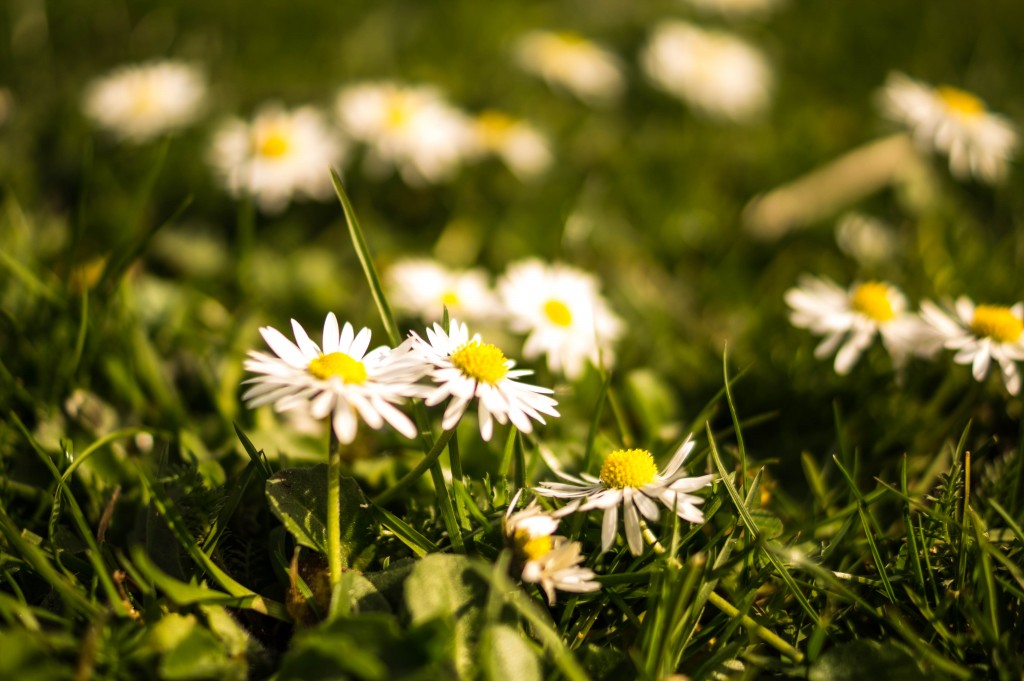 daisies-flowers-grass