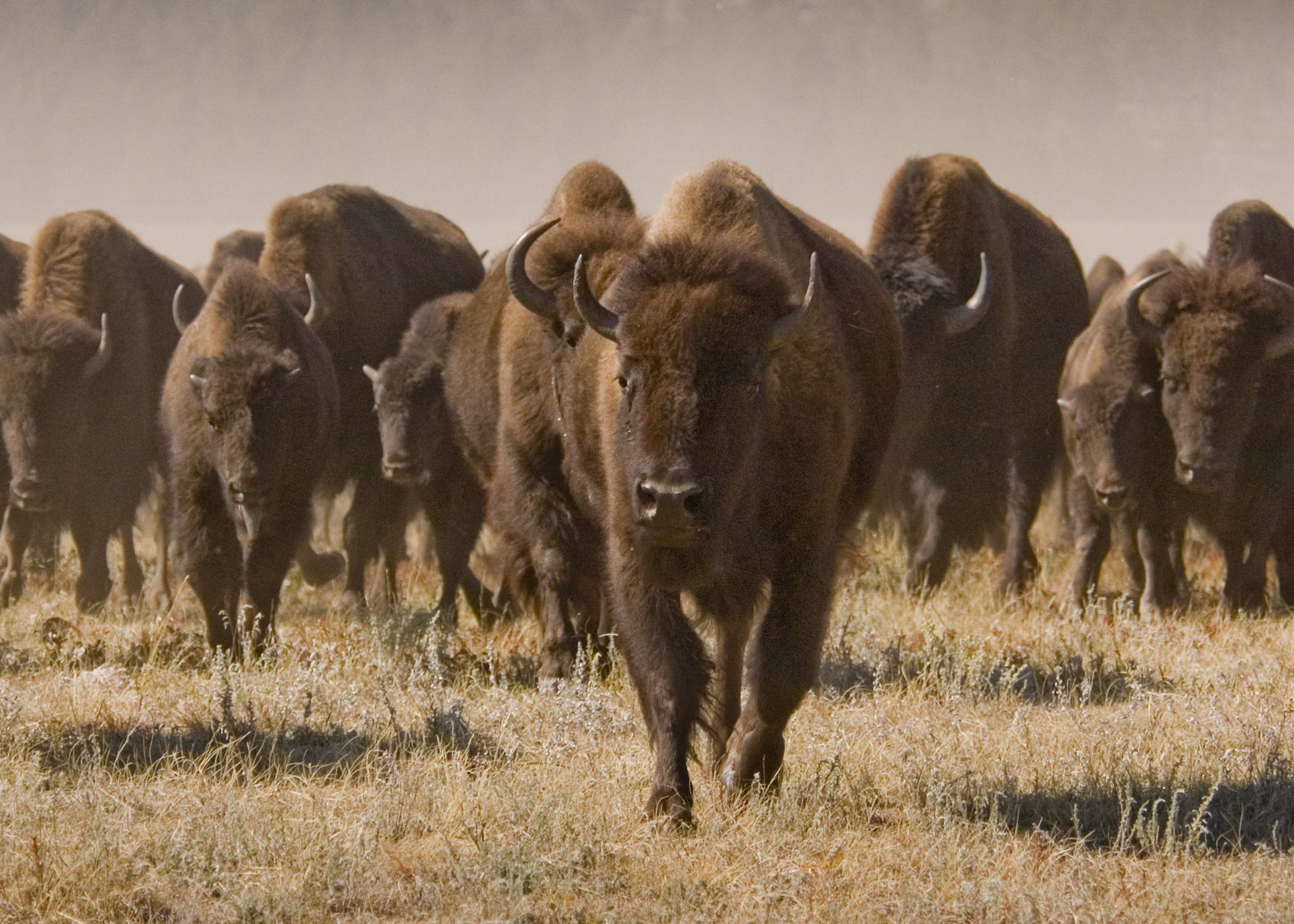 Roaming Buffalo in Custer State Park