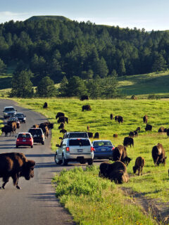 Free Roaming Buffalo in Custer State Park