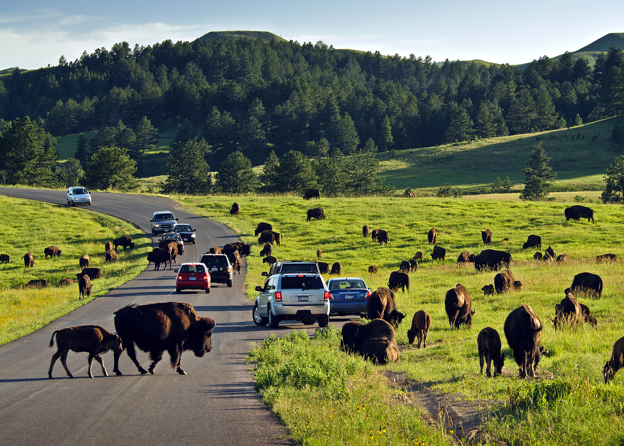 Free Roaming Buffalo in Custer State Park