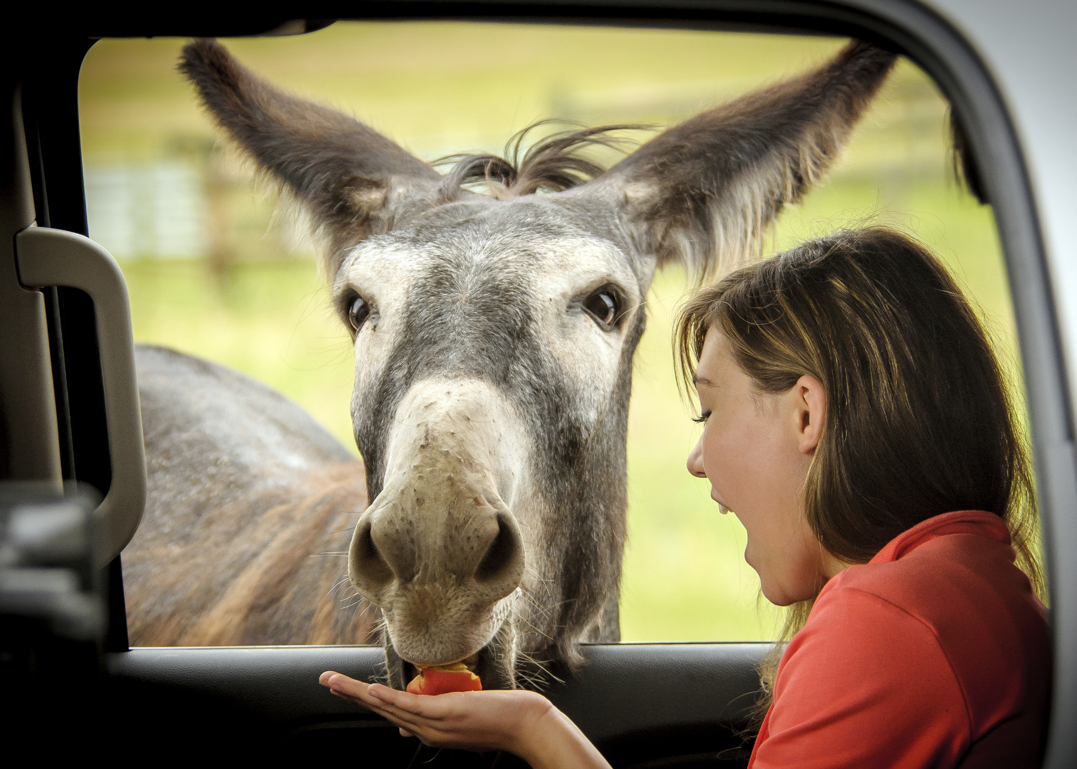 Burros from Custer State Park