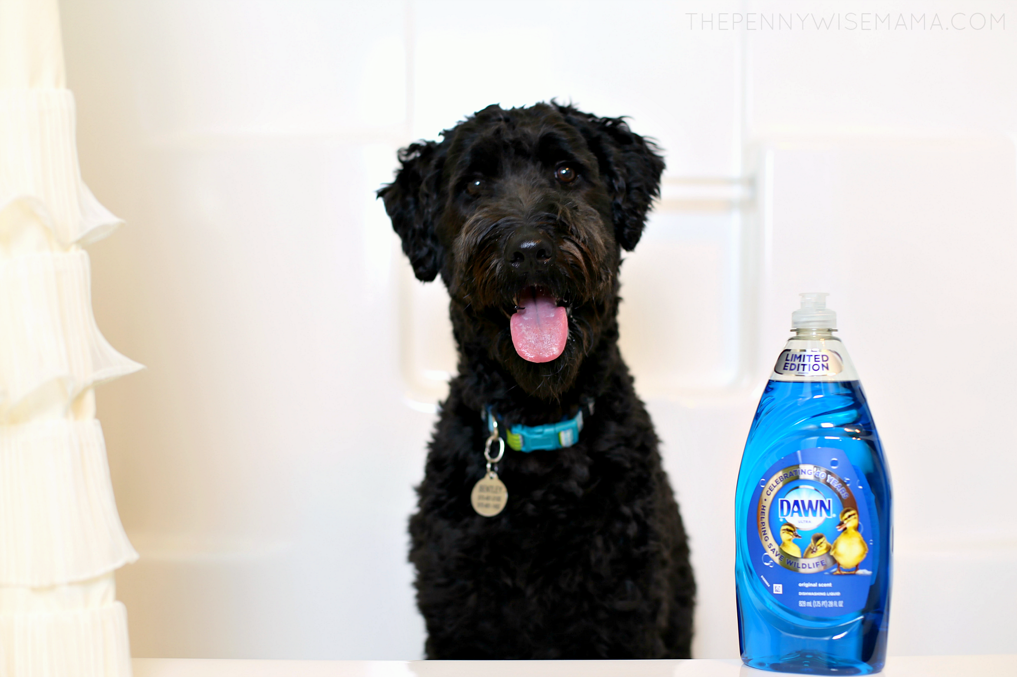 Washing your dog with Dawn Dish Soap